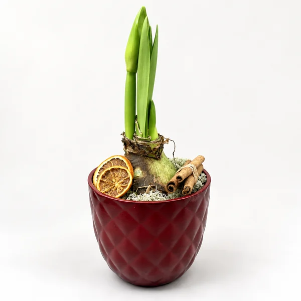Amaryllis