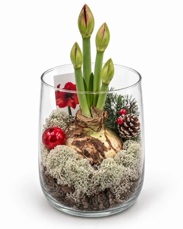 Jumboamaryllis